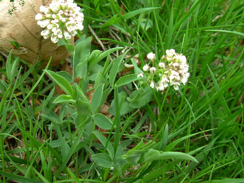 Parco del Gigante:  Microthlaspi perfoliatum (=Thlaspi perfoliatum )